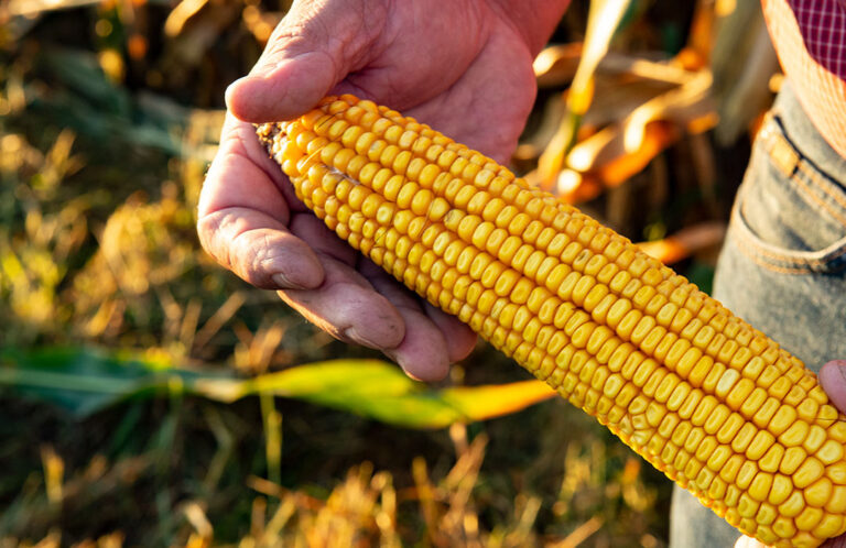 close up of corn being picked in field