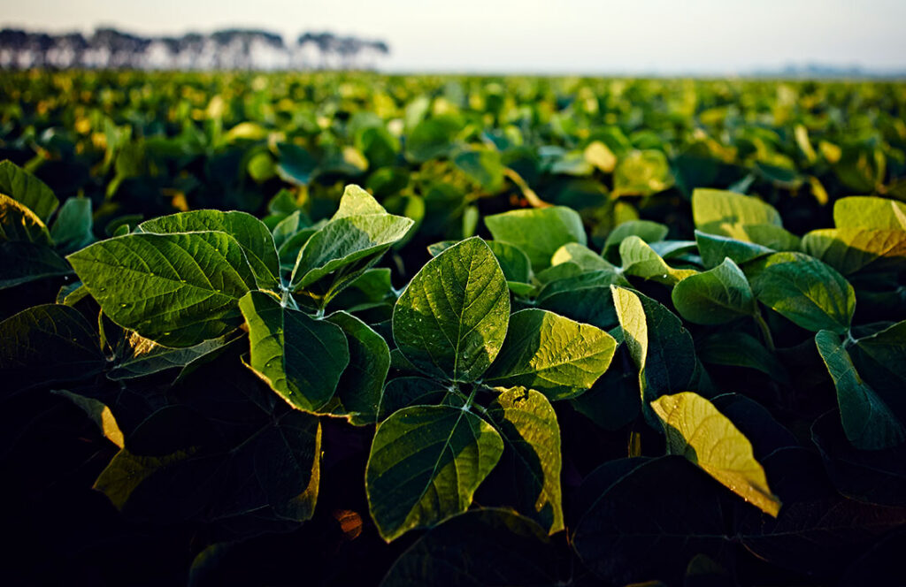 Close up view of a mature soybean plant.