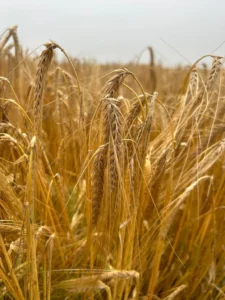 Closeup view of wheat growing in a field